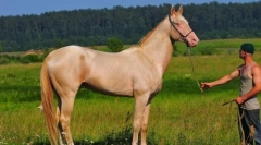 Ahalteinets - stanovnik pustinje